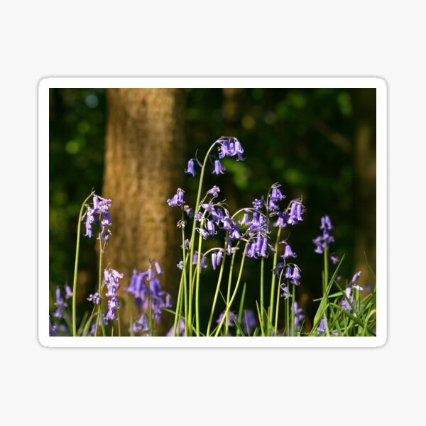 Bluebell Wood Sticker