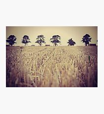 Newly Harvested Photographic Print