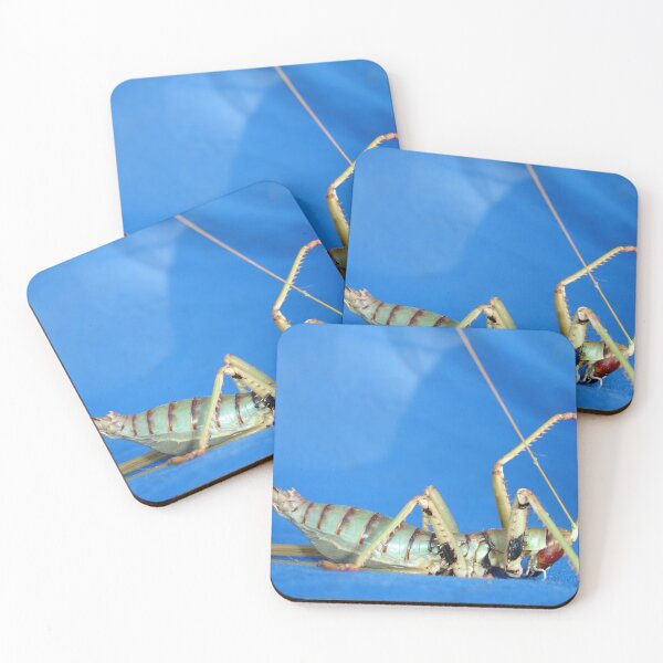 Item preview, Side View Of Large Katydid designed and sold by taiche.