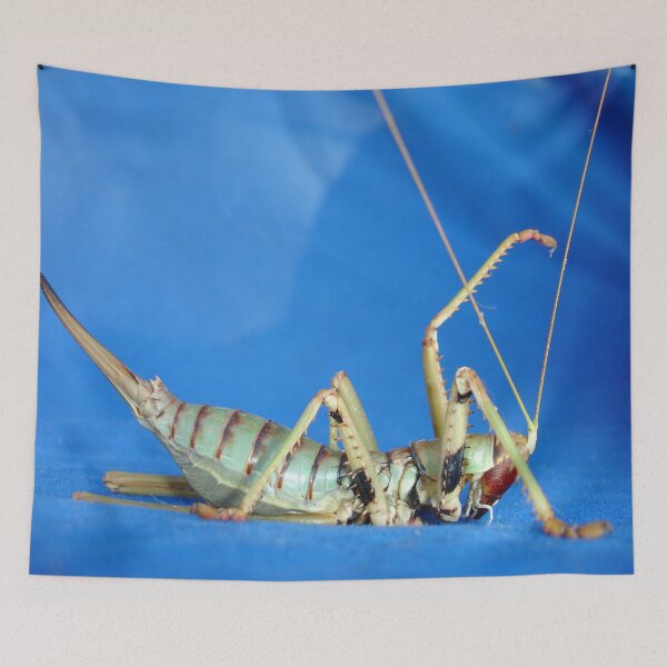 Item preview, Side View Of Large Katydid designed and sold by taiche.