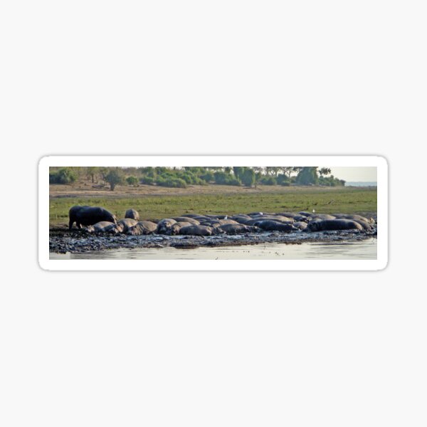 Vista previa del artículo con la obra «Salón de belleza de hipopótamos (panorama) Hippopotamus Amphibius», diseñado y vendido por Margaret  Hyde.