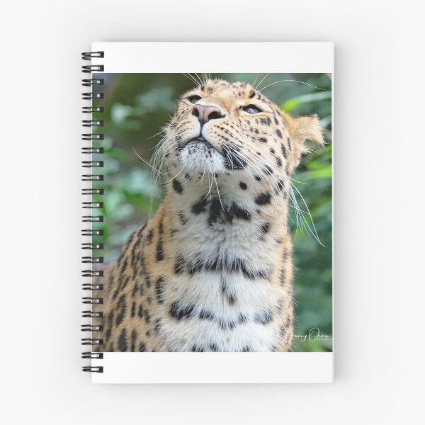 Item preview, Amur Leopard designed and sold by Danny5.
