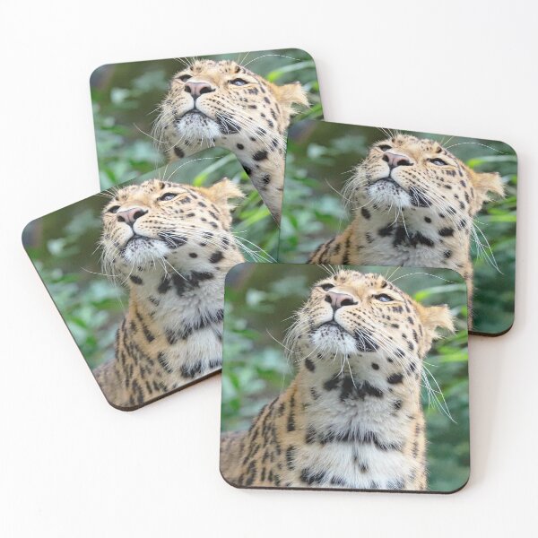 Item preview, Amur Leopard designed and sold by Danny5.