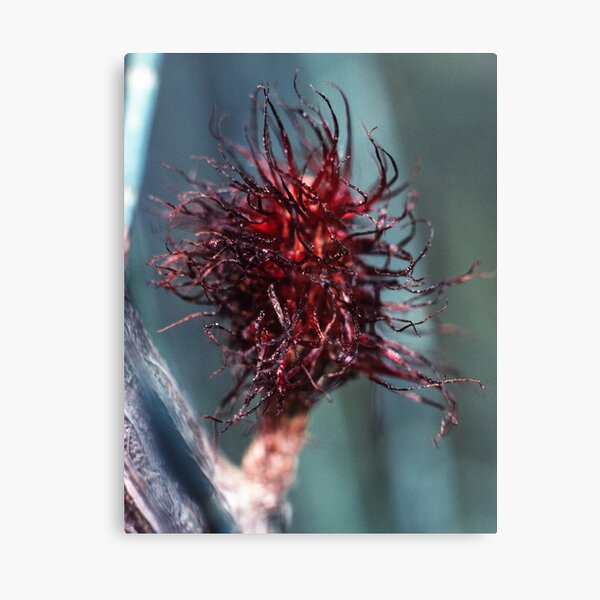 Item preview, Casuarina paludosa Female flower swamp sheoak 19811018 0001 designed and sold by Fred Mitchell.