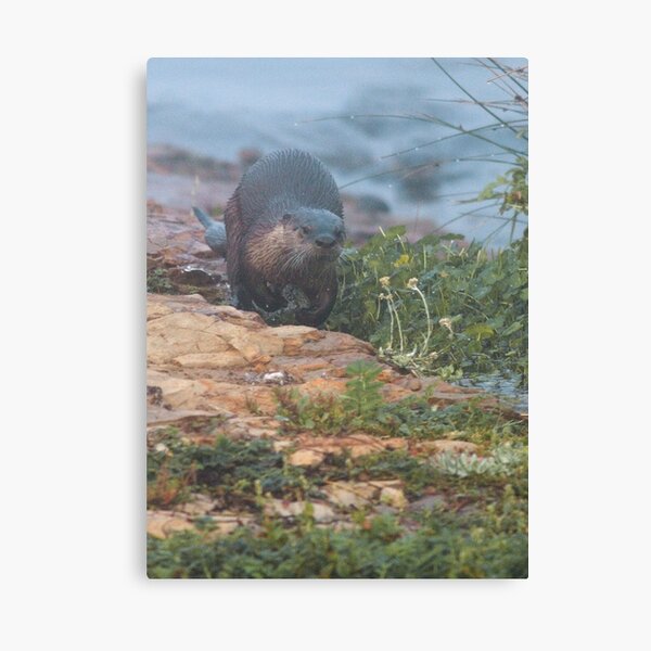 Running for cover Canvas Print