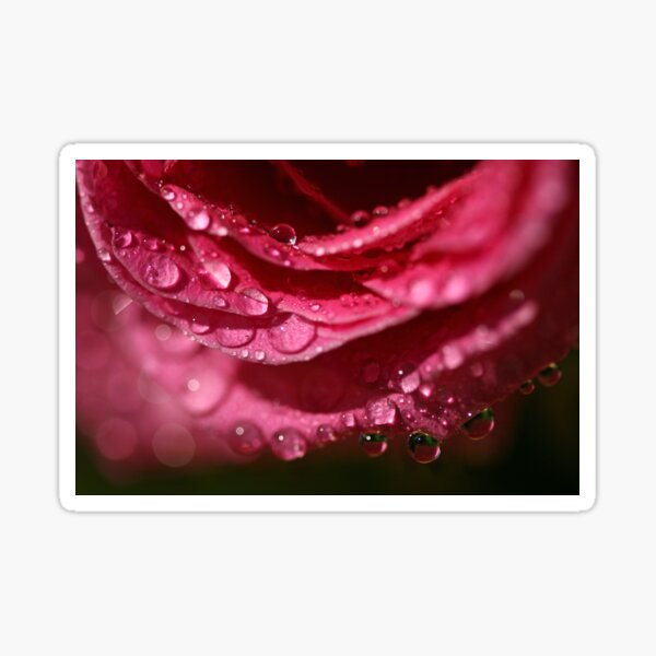 Raindrops on Roses Sticker