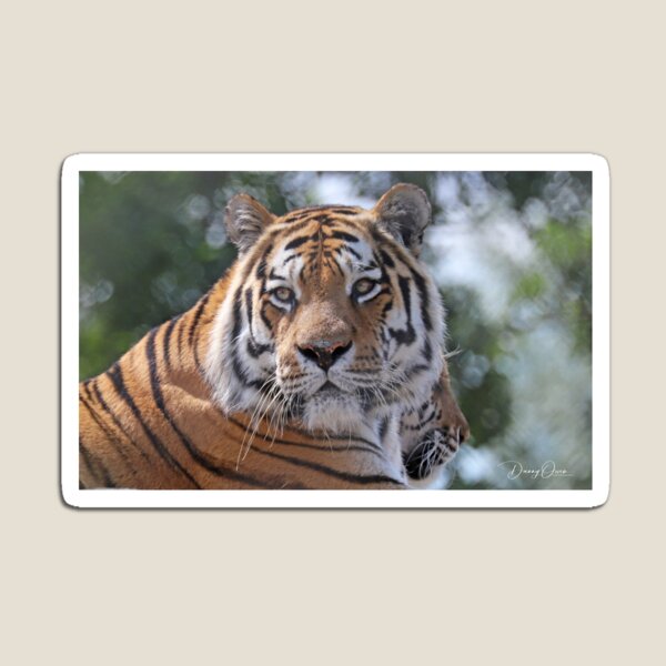 Item preview, Tiger Time designed and sold by Danny5.