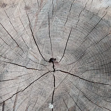 Imagen de la obra Madera de ruby-boby