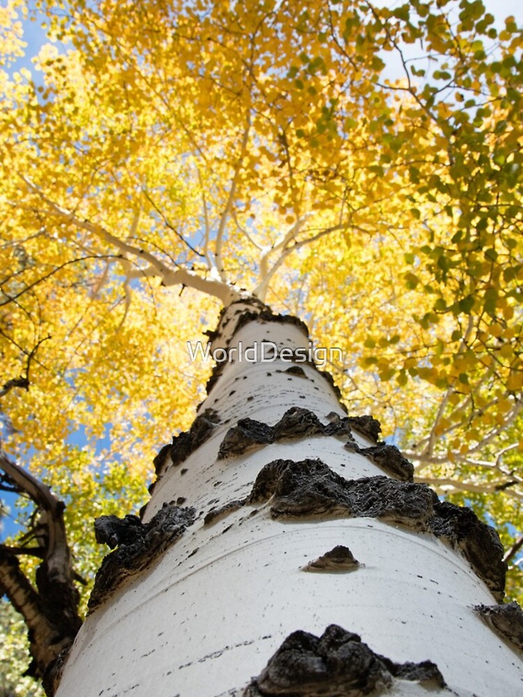 Thumbnail 4 of 4, iPhone Case, Aspen Tree designed and sold by WorldDesign.
