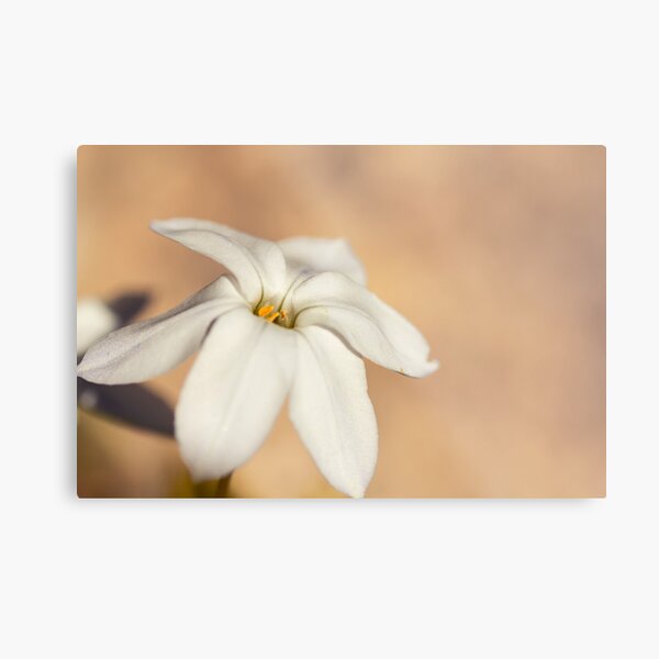 Item preview, Star Of The Garden II designed and sold by iltby.