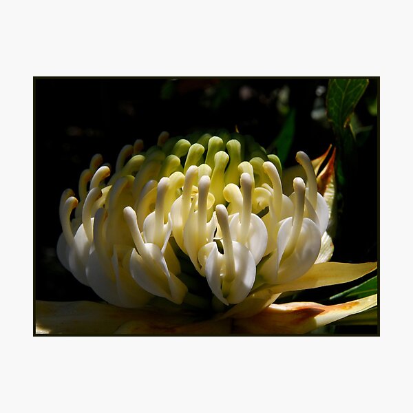 White Waratah, Windyridge Garden Photographic Print