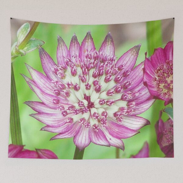 Item preview, Red flower in spring designed and sold by Boscastle.