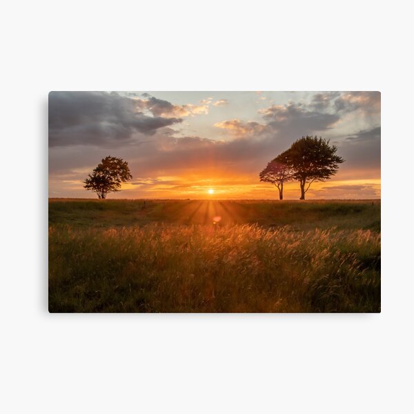 Roundway Hill trees Canvas Print