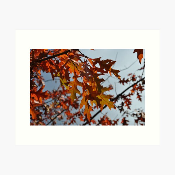 Item preview, Turkey Oak in Autumn designed and sold by SCreary.