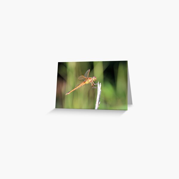 Stick Bug Stationery Redbubble - roblox bloxburg codes for a dragonfly cafe roblox codes youtube