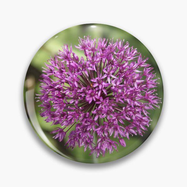 Item preview, Allium pink opening flower head bud	 designed and sold by EstelleRossetti.
