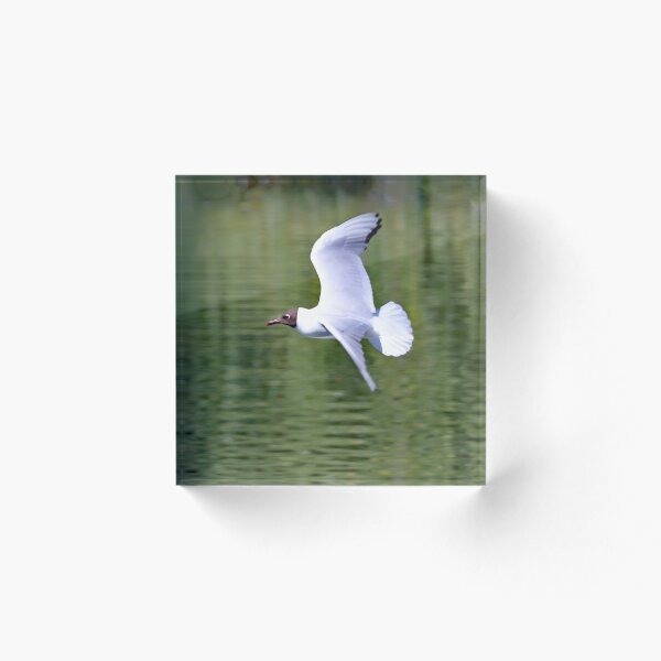 Item preview, Never A Gull Moment designed and sold by Danny5.