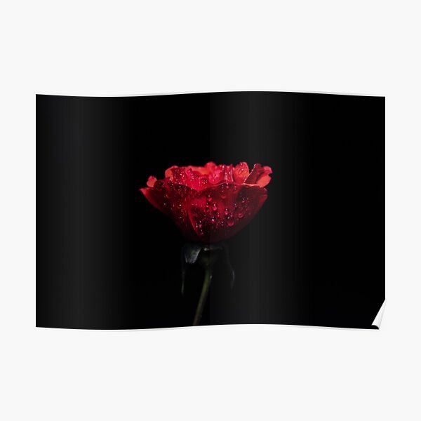 red rose on black background Poster