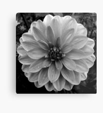 Black (and White) Dahlia Metal Print
