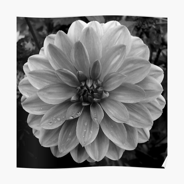 Black (and White) Dahlia Poster