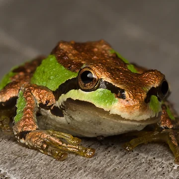 Artwork thumbnail, Pacific Tree Frog by Bill Rockenbeck
