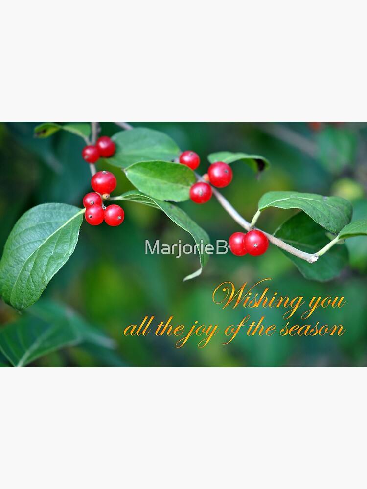 Berries--Holiday Card by MarjorieB