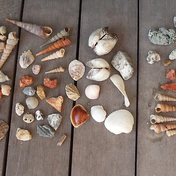 Artwork thumbnail, Shells by FesterLover