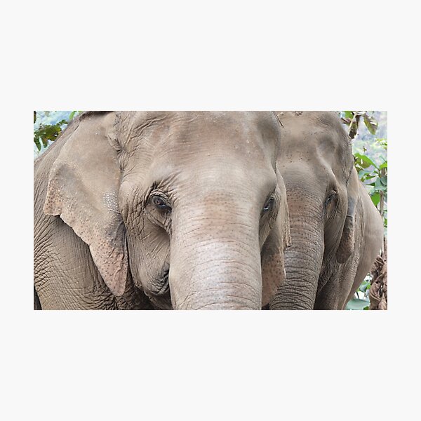 Item preview, Asian Elephants designed and sold by FesterLover.