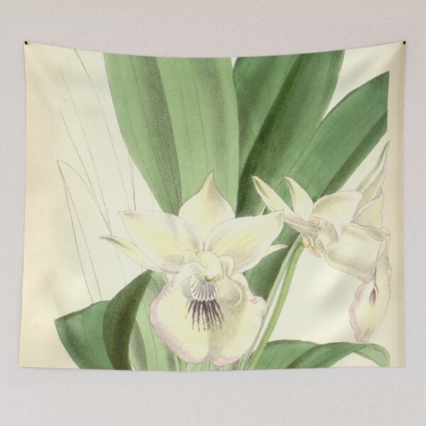 Item preview, Cochleanthes marginata (as Warczewiczella velata, spelled Warscewizella velata) Curtis' 92 (Ser. 3 no. 22) pl. 5582 (1866) designed and sold by EsotericBotanic.