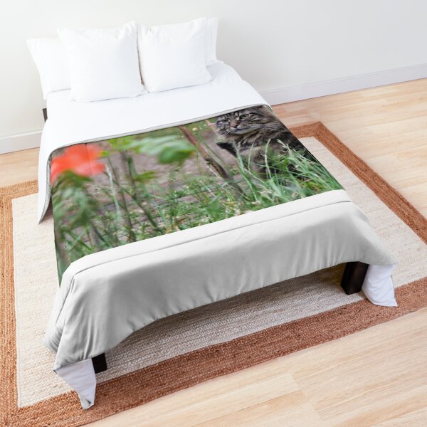 Grey tabby cat in summer looking at the poppy flower with great interest. Comforter
