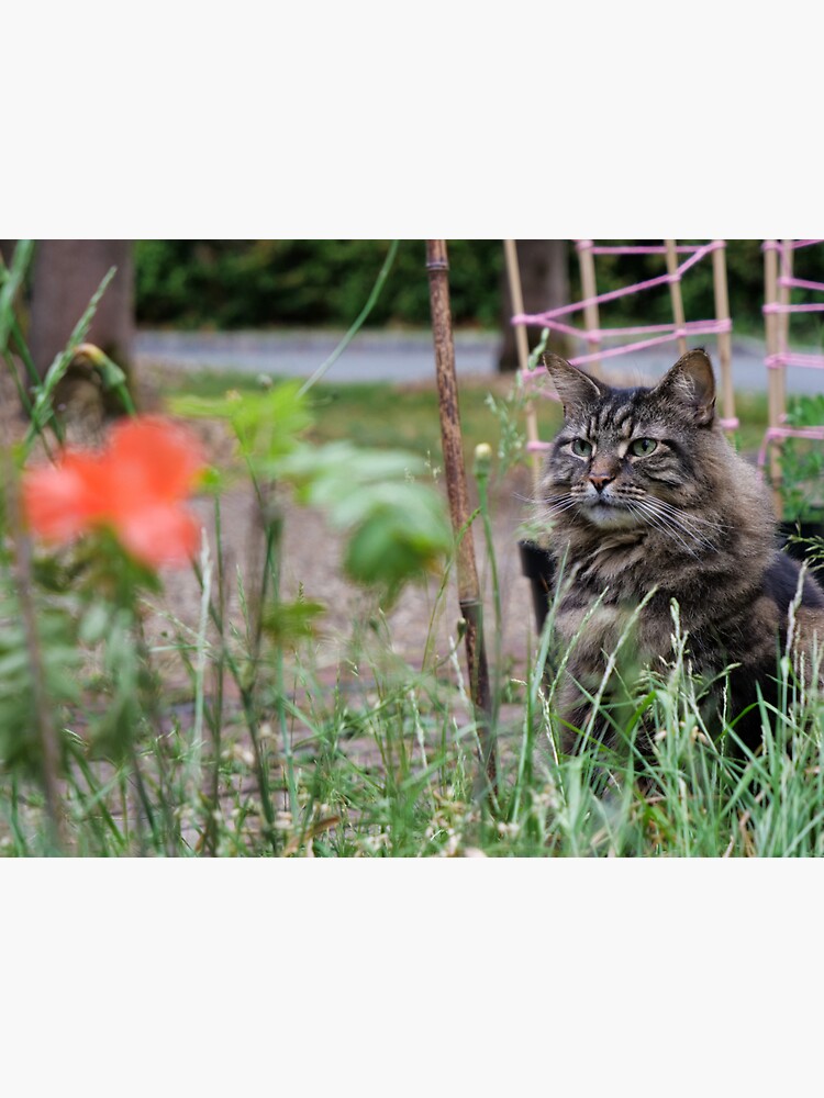 Grey tabby cat in summer looking at the poppy flower with great interest. by santoshputhran