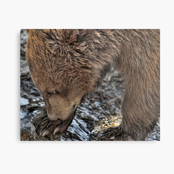 The Cub Metal Print