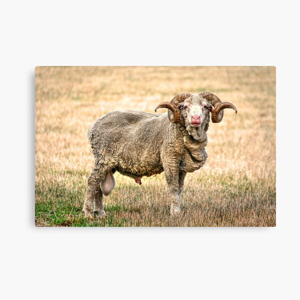 Merino Ram Canvas Print