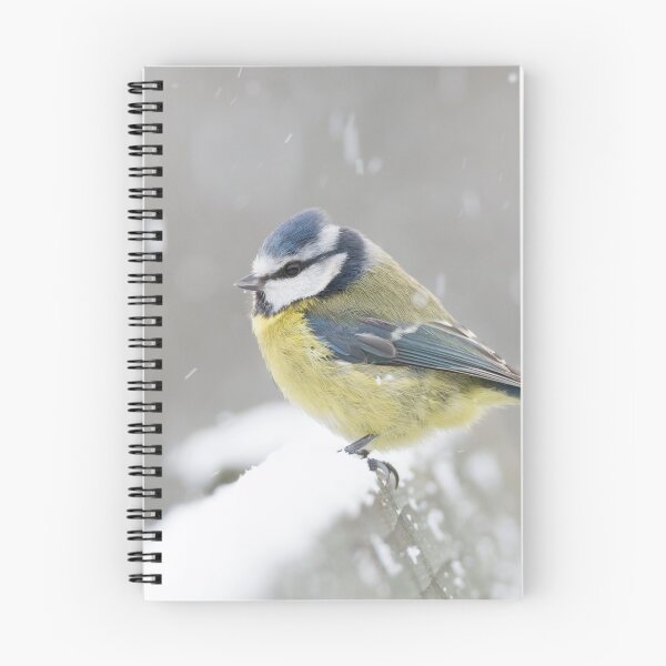 Item preview, Blue tit in the snow designed and sold by stevieuk.