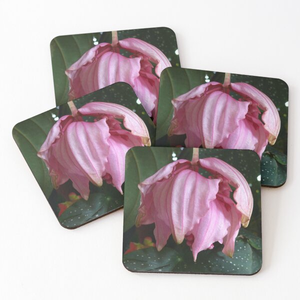 Item preview, Pink Orchid - Martinique, FWI designed and sold by Olivia Son.