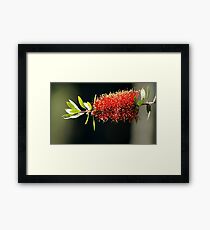 Floral Firework Framed Print
