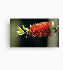 Floral Firework Canvas Print