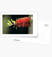 Floral Firework Postcards