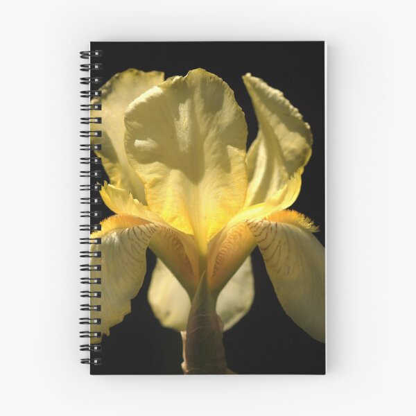 Item preview, Yellow iris on black background designed and sold by olena2552.