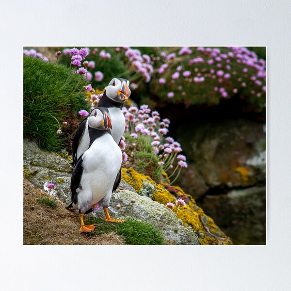 Item preview, Puffins (I), Lunga Island, Scotland designed and sold by JourneyPhotos.