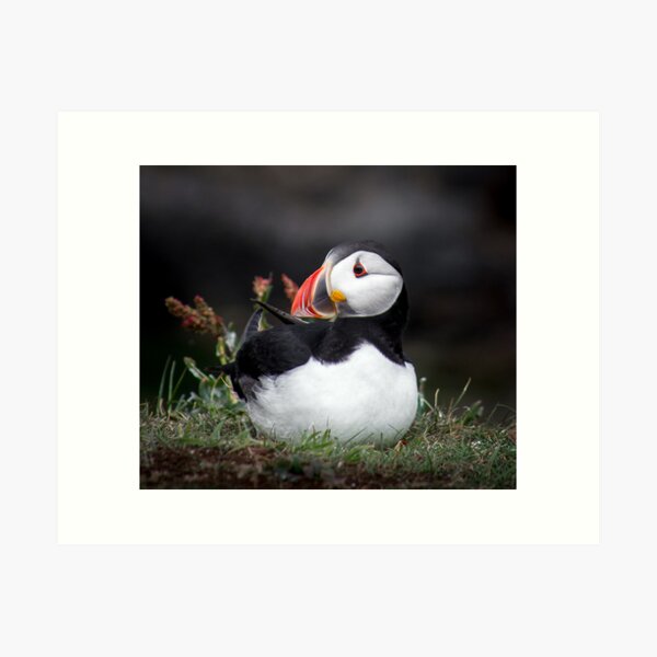 Item preview, Puffins (II), Lunga Island, Scotland designed and sold by JourneyPhotos.