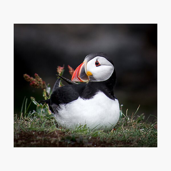 Item preview, Puffins (II), Lunga Island, Scotland designed and sold by JourneyPhotos.