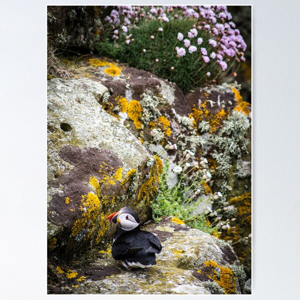 Item preview, Puffins (III), Lunga Island, Scotland designed and sold by JourneyPhotos.
