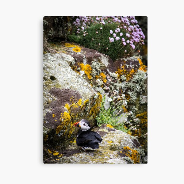 Puffins (III), Lunga Island, Scotland Canvas Print