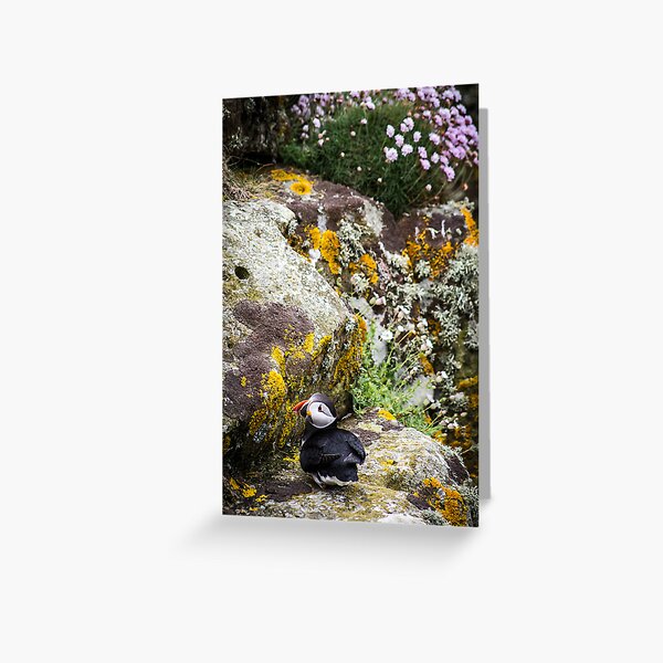 Item preview, Puffins (III), Lunga Island, Scotland designed and sold by JourneyPhotos.