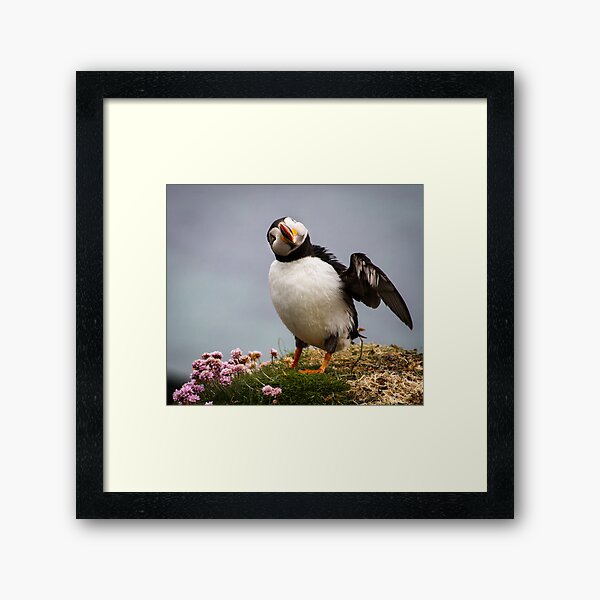 Item preview, Puffins (IV), Lunga Island, Scotland designed and sold by JourneyPhotos.