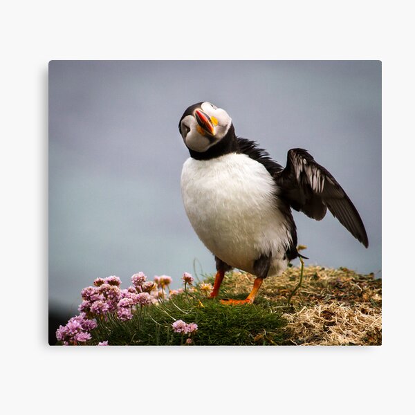 Puffins (IV), Lunga Island, Scotland Canvas Print