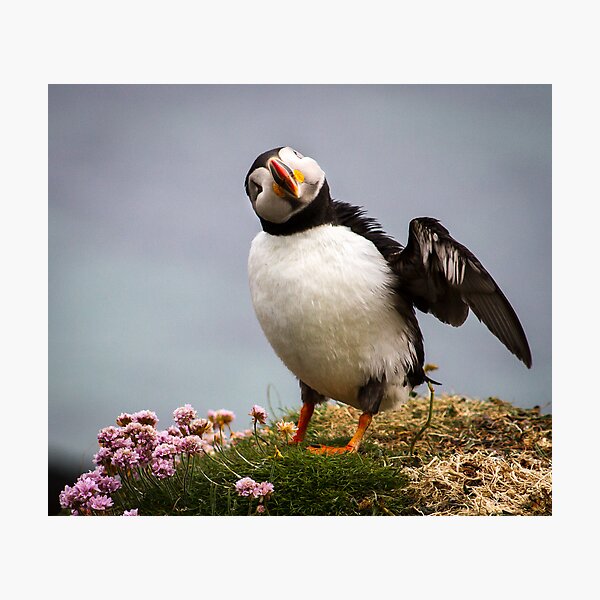Item preview, Puffins (IV), Lunga Island, Scotland designed and sold by JourneyPhotos.