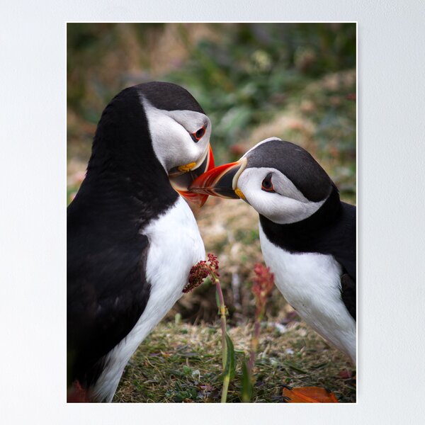 Item preview, Puffins (VI), Lunga Island, Scotland designed and sold by JourneyPhotos.