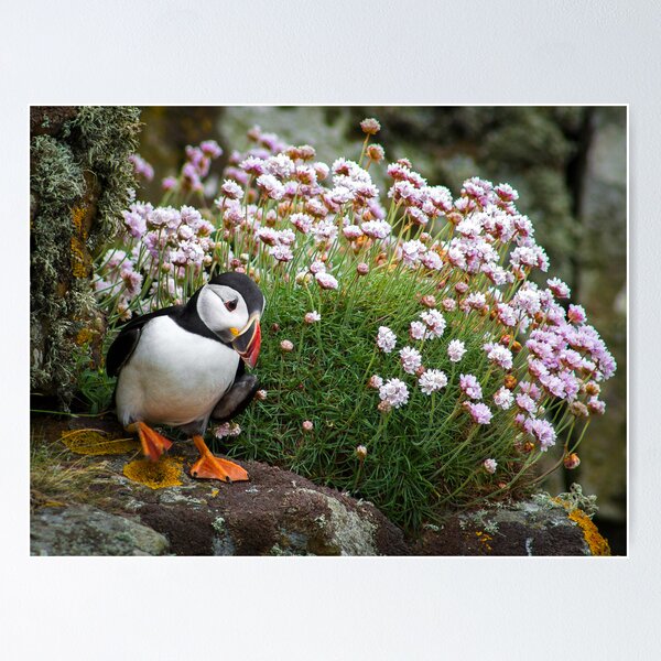Item preview, Puffins (VII), Lunga Island, Scotland designed and sold by JourneyPhotos.